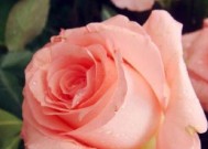 测你近期桃花运，爱情测试来帮忙（用12道题看看你的桃花运有多好）