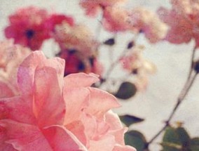挽回花镇情感的秘诀（揭秘如何让爱情重燃热情，不再离散）