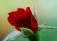 如何处理与旧情人的关系（学会让过去成为过去的秘诀）