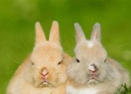 十二生肖配对攻略（探秘十二生肖配对最理想的搭配方式）