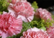什么花的花语代表着挽回？如何用这种花表达歉意？