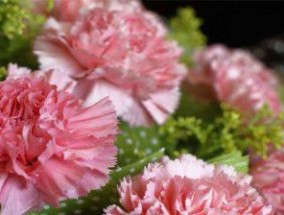 什么花的花语代表着挽回？如何用这种花表达歉意？