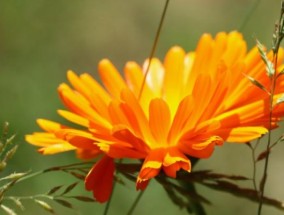 等待真爱，值得一生花尽（探讨爱情的真实面貌和人生的意义）