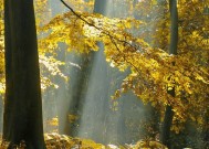 被情所困怎么办？如何面对感情问题并走出情关？