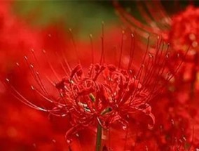 以长绳系日的寓意（探寻中国古代传统文化的智慧）