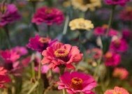 如何催桃花运，走入幸福婚姻之路（15个有效催桃花运的方法）