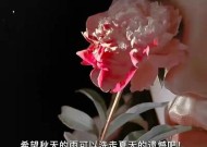 如何用可爱句子挽回恋爱？女生挽回爱情的文案有哪些？