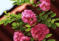 10种象征爱情的花有哪些？这些花分别代表什么爱情含义？