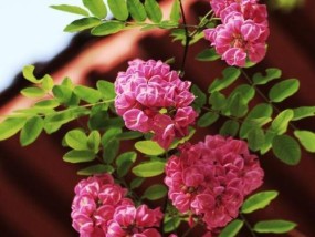 10种象征爱情的花有哪些？这些花分别代表什么爱情含义？