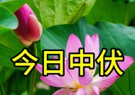 今天中伏，老人说：“最怕中伏一日雨”，中伏雨天好还是晴天好？