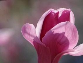 揭秘你最近的桃花运如何（通过以下15个方面来测试）