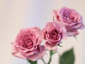 分手挽回感情养花指南（用爱心种出美好未来）