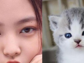猫系人VS犬系人（以超有趣的测试揭示你的真实性格特点）