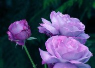 以谨慎点，这四大生肖分手后很难挽回（分手容易）