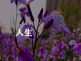 如何应对计划赶不上变化的人生？有哪些有效策略？