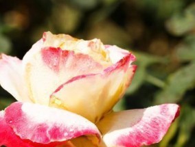 哪些星座男最懂得避嫌？如何在恋爱中给你安全感？