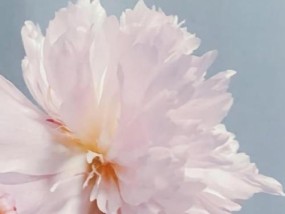 恋情的奇特之处在哪里？它对我们的生活有何意义？