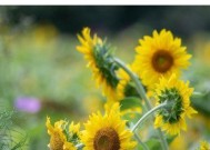 分手后挽回爱情用什么花？哪种花象征挽留爱情？
