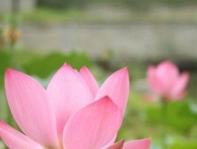 荷花象征着什么？荷花的寓意和文化含义是什么？