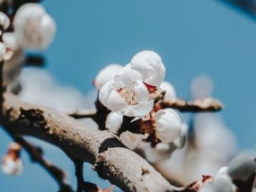夜听挽回婚姻的故事能带来哪些启示？如何重新点燃爱与希望？