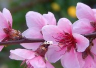 如何测试你的桃花运（通过以下15个方式测试你的桃花运）