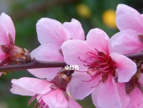 如何测试你的桃花运（通过以下15个方式测试你的桃花运）