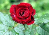 爱情长跑中的考验——情侣应对策略（从信任）