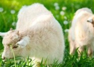 生肖配对是怎么配的？了解生肖配对的原理和方法是什么？