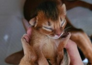 帮助猫妈妈挽回失去的小宝贝（教你如何照顾猫妈妈）