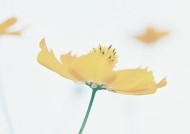 情感挽回的句子如何表达最唯美的温柔宣言？