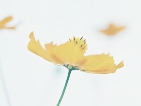 情感挽回的句子如何表达最唯美的温柔宣言？