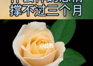 挽回感情的12步计划（有效方法教你如何挽回破裂的感情）