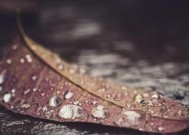 挽回失恋时如何表现放弃假象？有效策略是什么？