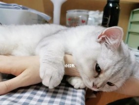 如何处理男朋友太黏人的问题（让你的恋爱关系更健康）