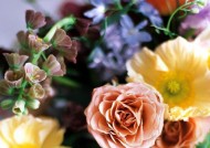 分手后如何通过养花挽回感情？养什么花最能表达挽回的心意？