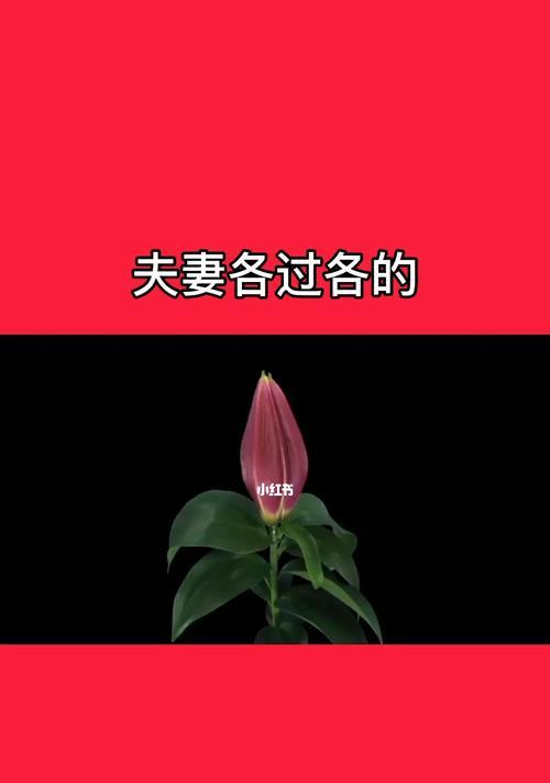 各过各的，仍是好夫妻（相互独立，相互支持；个人空间，家庭温馨）  第2张
