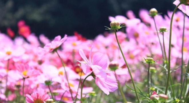 八月初八星座大揭秘（你知道吗）  第3张