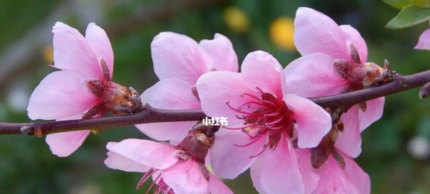 如何测试你的桃花运（通过以下15个方式测试你的桃花运）  第1张