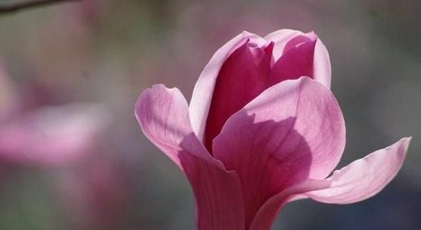 揭秘你最近的桃花运如何（通过以下15个方面来测试）  第1张