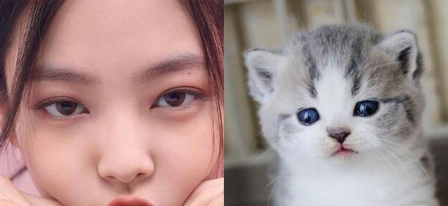 猫系人VS犬系人（以超有趣的测试揭示你的真实性格特点）  第1张