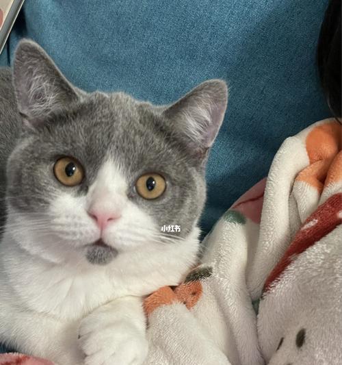 猫系人VS犬系人（以超有趣的测试揭示你的真实性格特点）  第3张