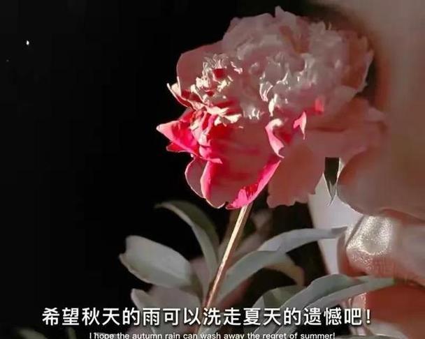 如何用可爱句子挽回恋爱？女生挽回爱情的文案有哪些？  第1张