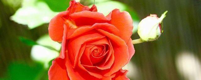 挽回爱情的玫瑰花有什么方法？如何用玫瑰花表达挽回的心意？  第3张