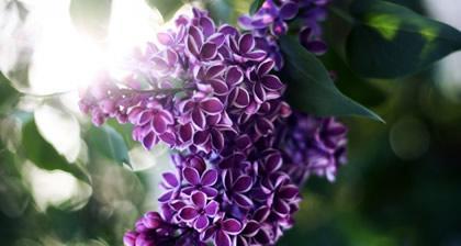 什么花的花语代表着挽回？如何用这种花表达歉意？  第3张