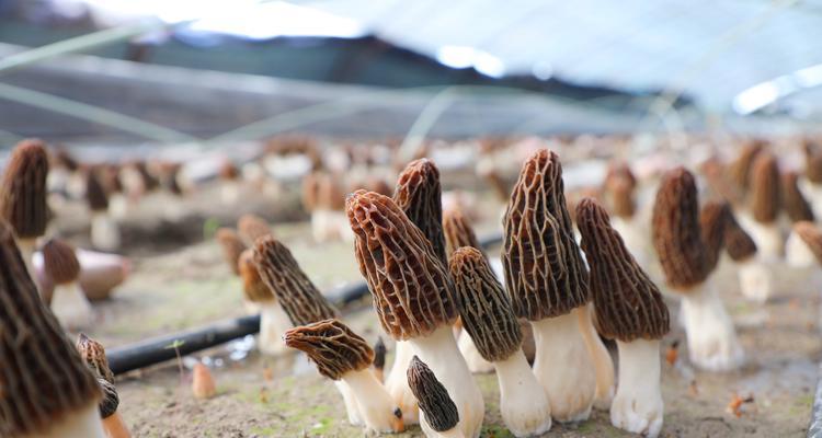  如何挽回丈夫的心试试这样做！？有效沟通技巧有哪些？ 第2张