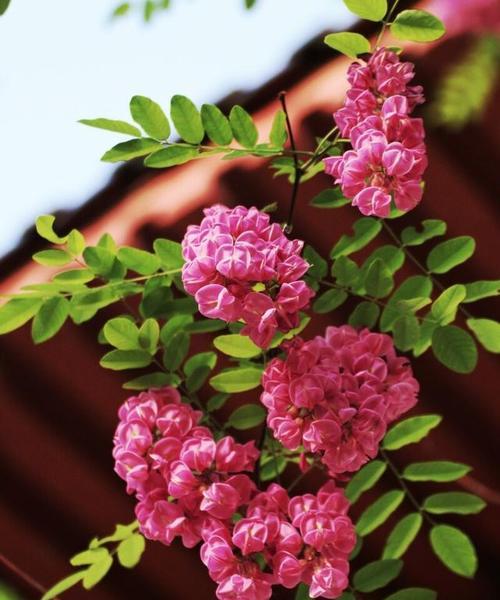 10种象征爱情的花有哪些？这些花分别代表什么爱情含义？  第1张