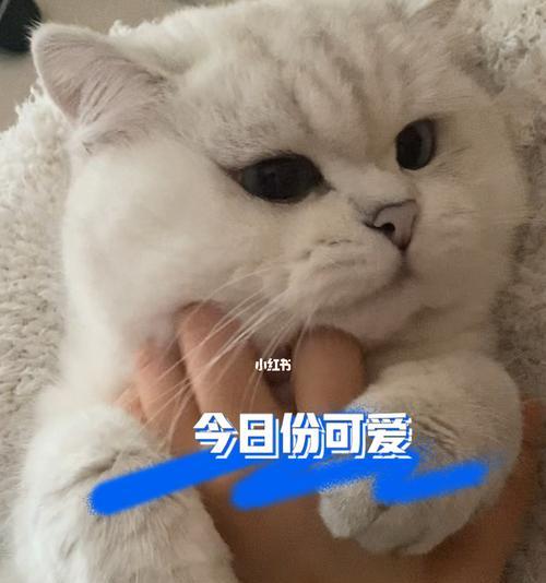 如何将废弃奶箱提手变废为宝？小奶狗的撩人技巧是什么？  第2张