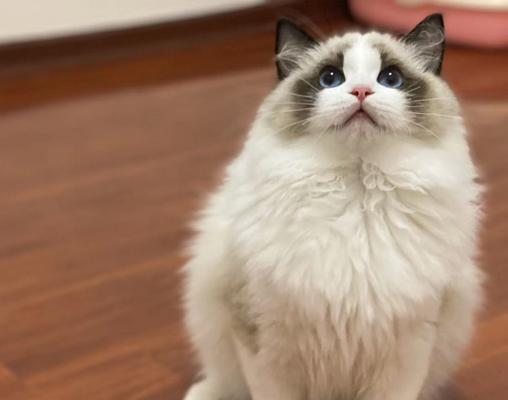 你是猫系还是犬系人？如何通过测试了解自己的性格特点？  第2张