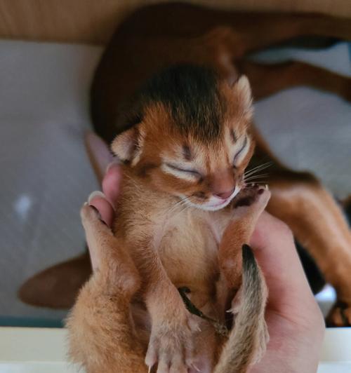帮助猫妈妈挽回失去的小宝贝（教你如何照顾猫妈妈）  第1张