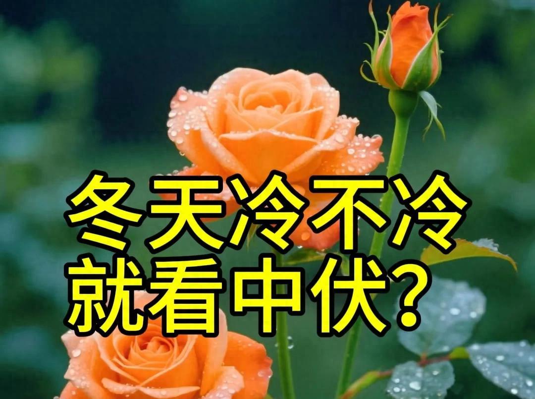 7月30日中伏，“冬天冷不冷，就看中伏”，今年冬天要冷到哭？  第1张